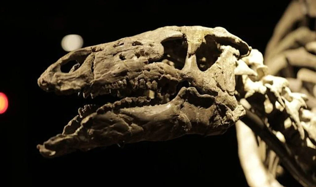 150 milyon yıllık dinozor iskeleti satıldı! Fiyatı dudak uçuklattı...