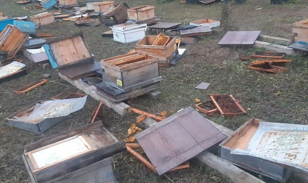 Artvin’de 60 kovanı parçalayan ayı 250 bin liralık zarara neden oldu