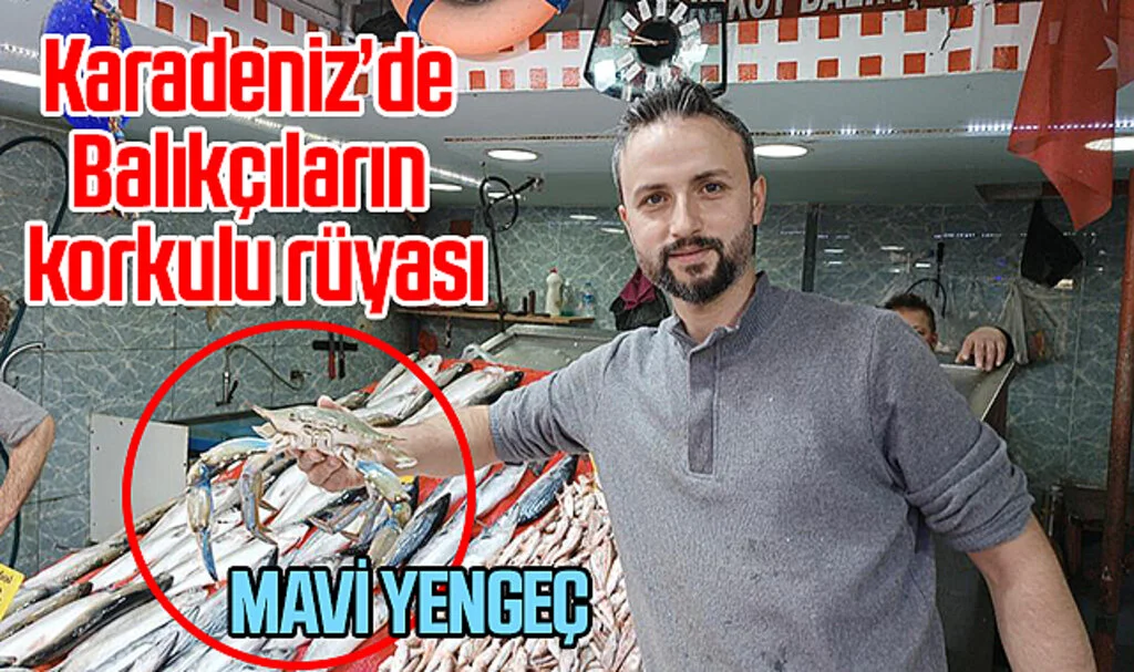 Balıkçıların korkulu rüyası 'mavi yengeç' 1 haftadır Karadeniz Samsun'da görülüyor