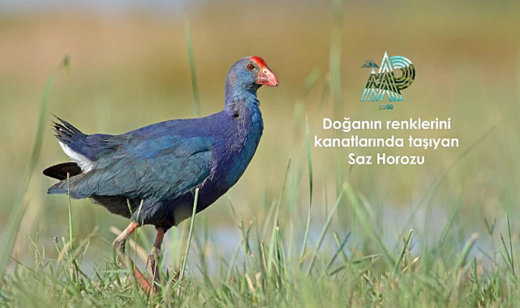 Doğanın renklerini kanatlarında taşıyan kuşlar Samsun’da gözlemleniyor