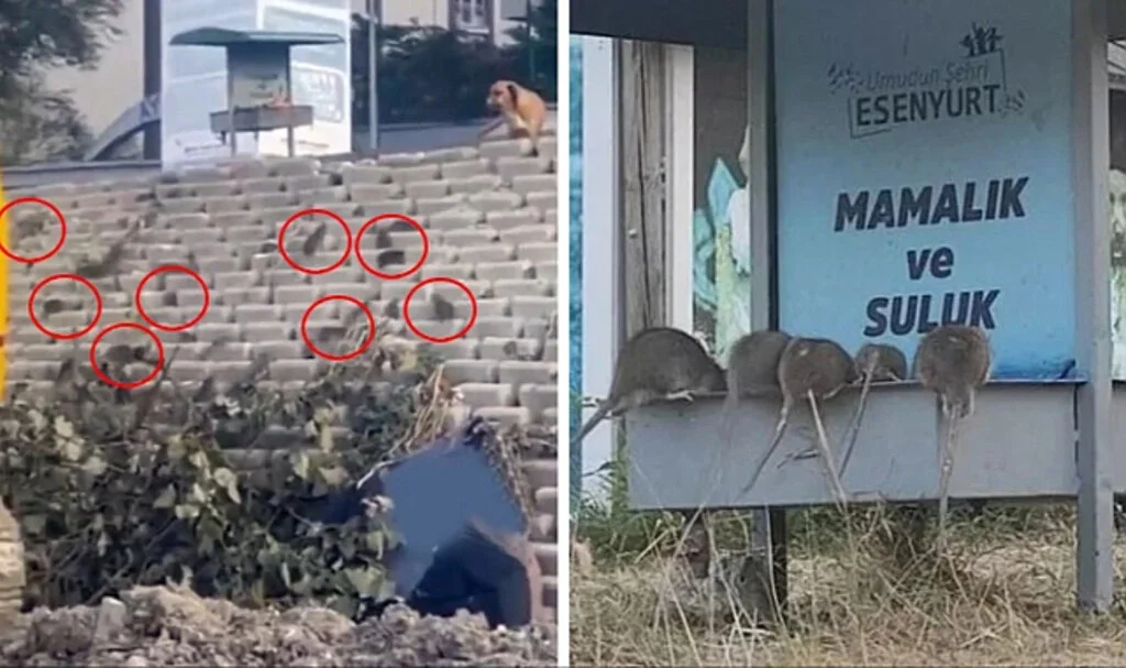 Görüntüler endişe verici! İlçeyi fareler bastı, belediye uyuyor