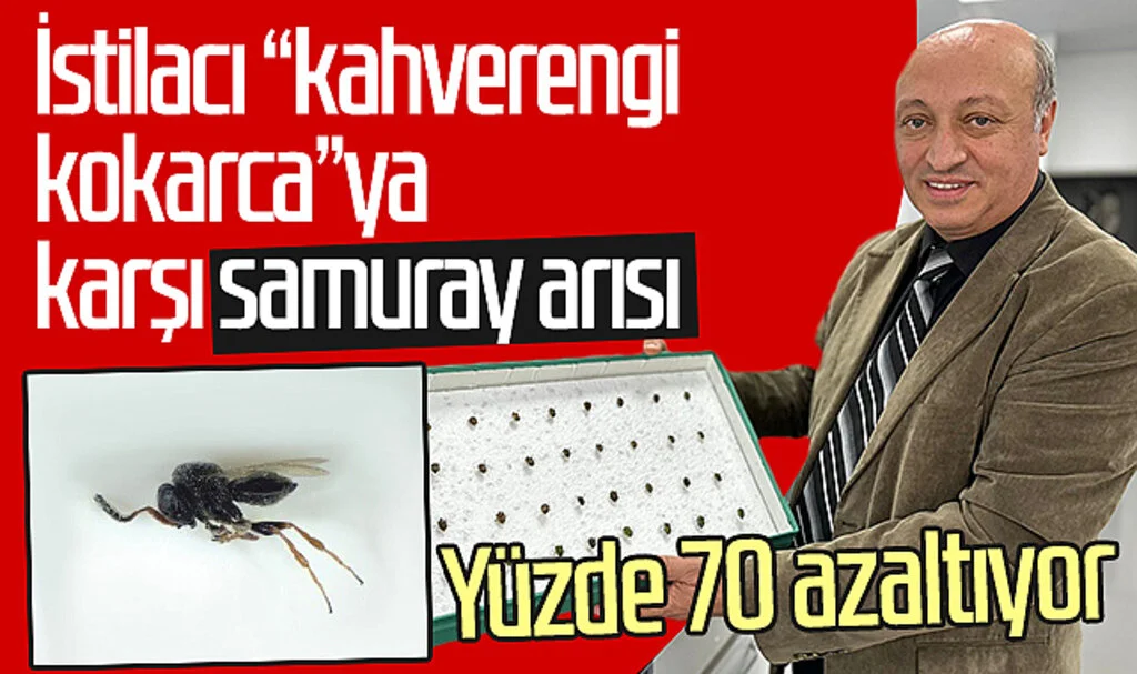İstilacı "kahverengi kokarca"ya karşı samuray arısı: Yüzde 70 azaltıyor