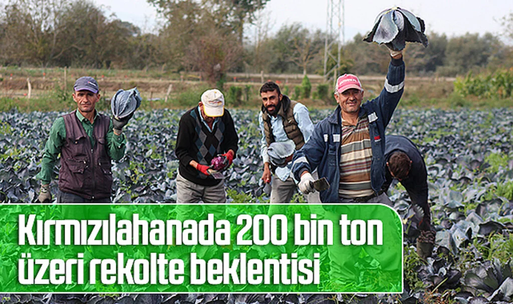 Samsun Bafra Ovası'nda kırmızılahanada 200 bin ton üzeri rekolte beklentisi
