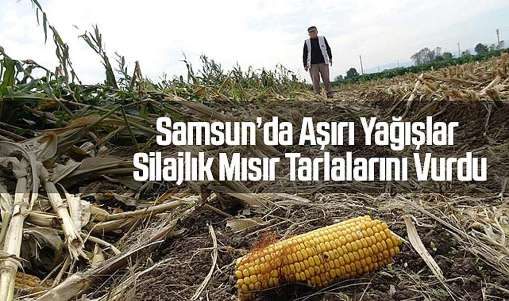 Samsun'da Aşırı Yağışlar Silajlık Mısır Tarlalarını Vurdu