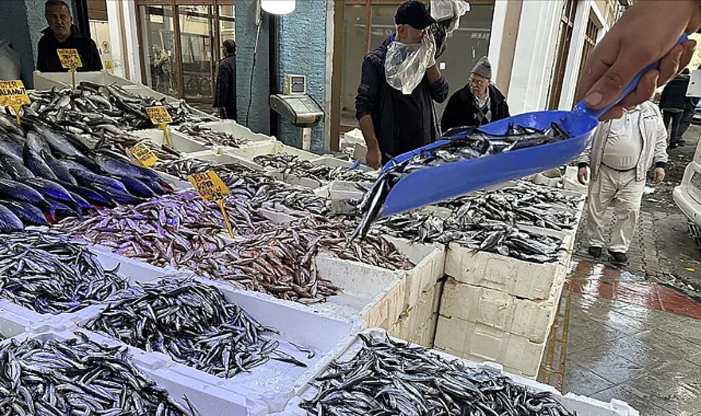 Samsun'da Balık Fiyatları; Hamsi, Palamut, Çinekop...