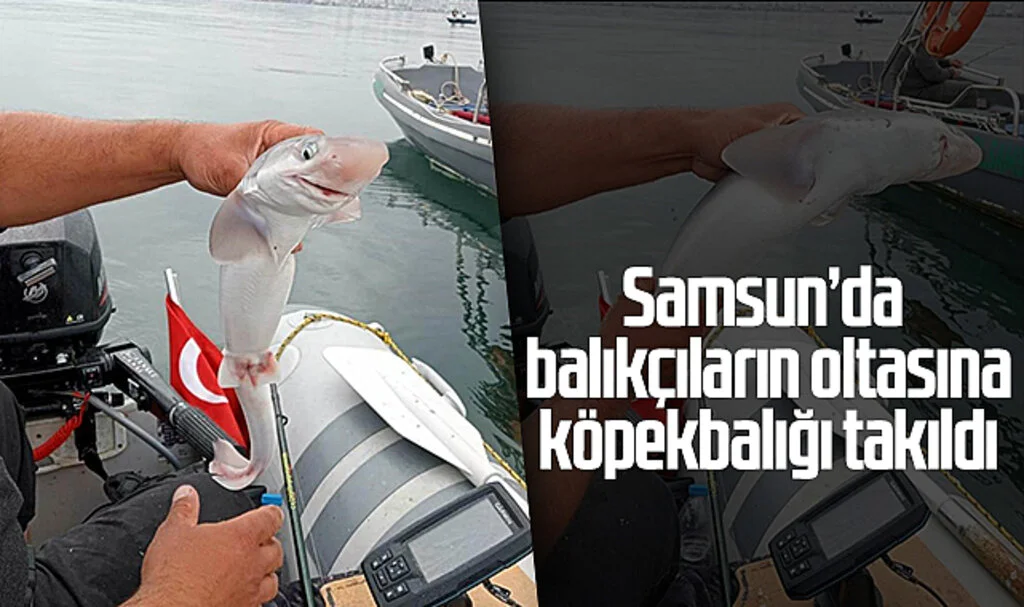 Samsun'da balıkçıların oltasına camgöz köpekbalığı takıldı