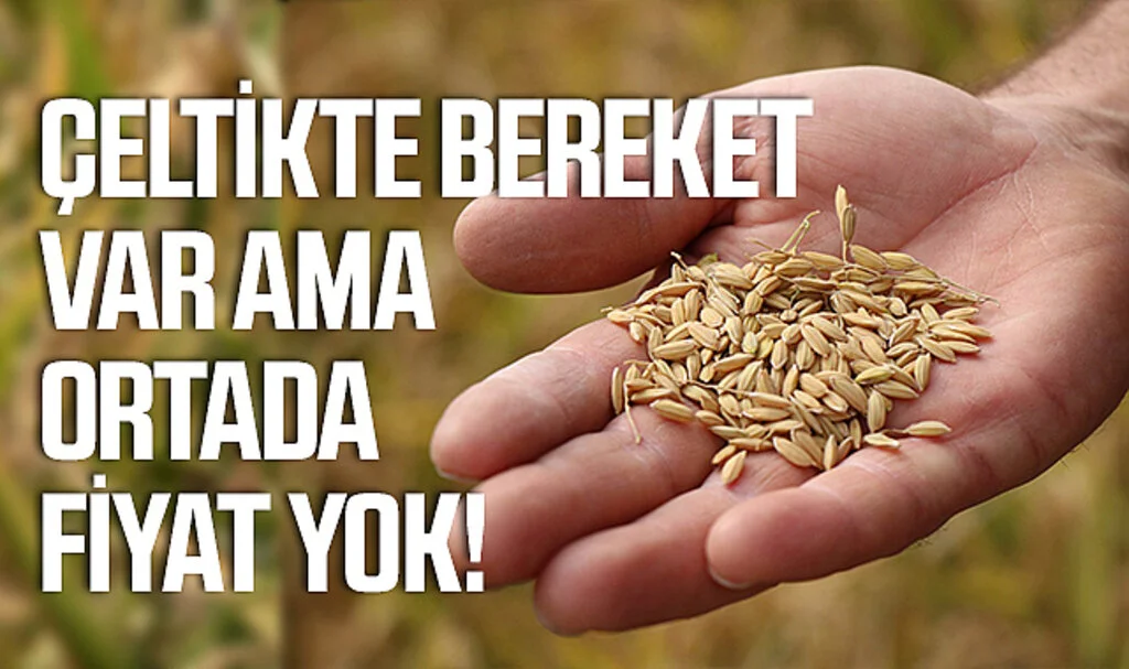 Samsun'da Çeltikte bereket var ama ortada fiyat yok!