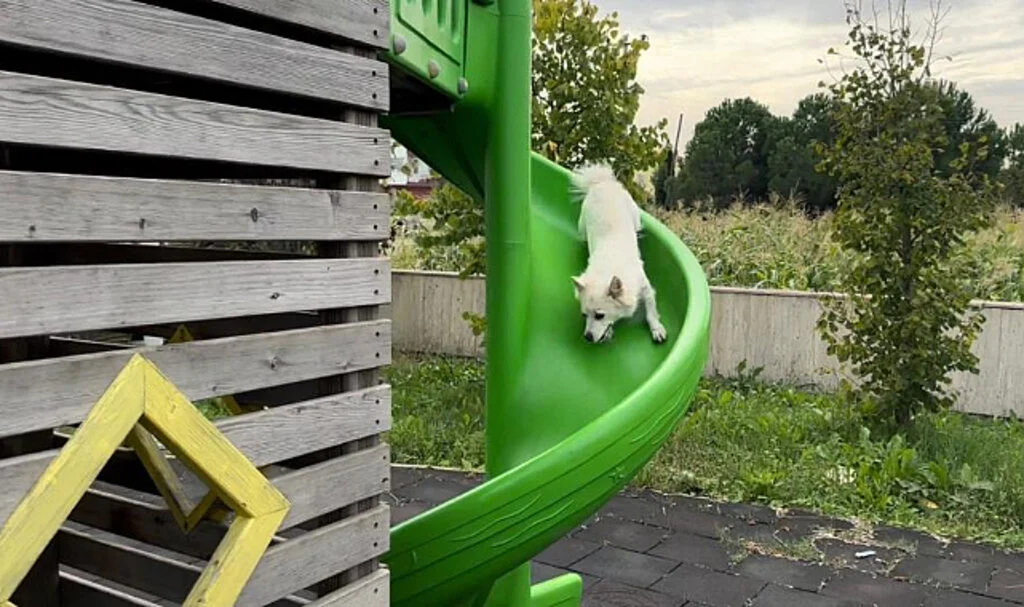 Samsun'da Çocuklar gibi kaydıraktan kayan köpek güldürdü