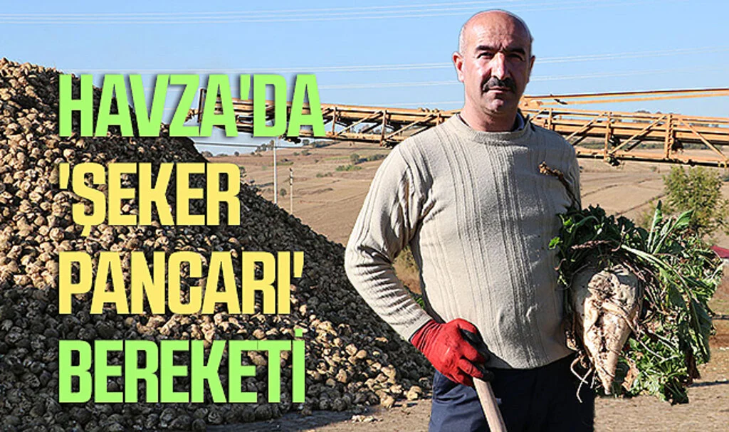 Samsun'da Havza'da 'şeker pancarı' bereketi