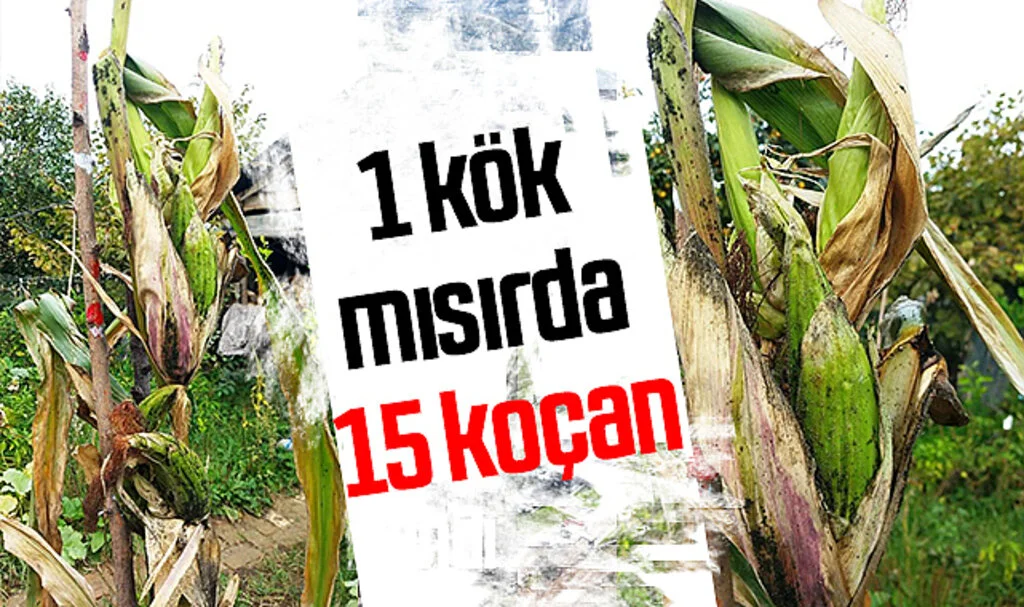 Samsun'da ilginç durum; 1 kök mısırda 15 koçan