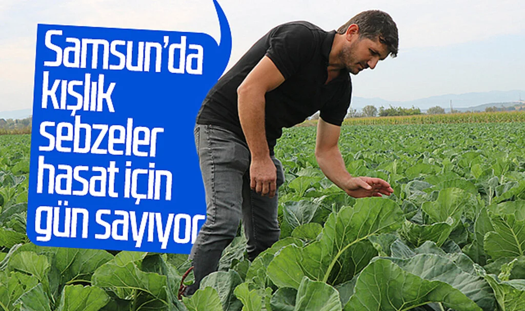 Samsun'da kışlık sebzeler hasat için gün sayıyor