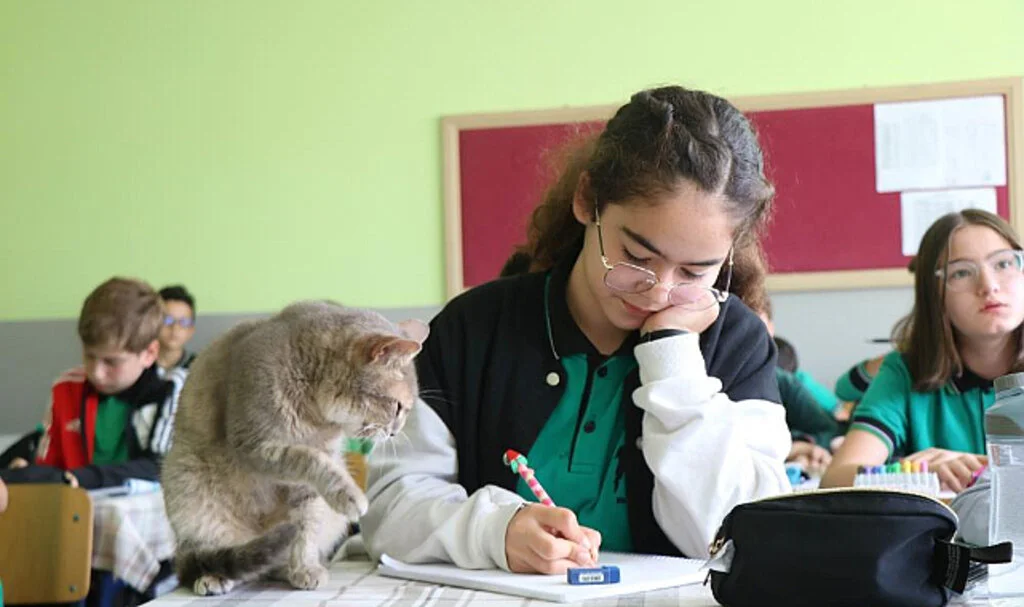 Samsun'da Öğrencilerin Sıra Arkadaşı ‘Duman’ İsimli Kedi