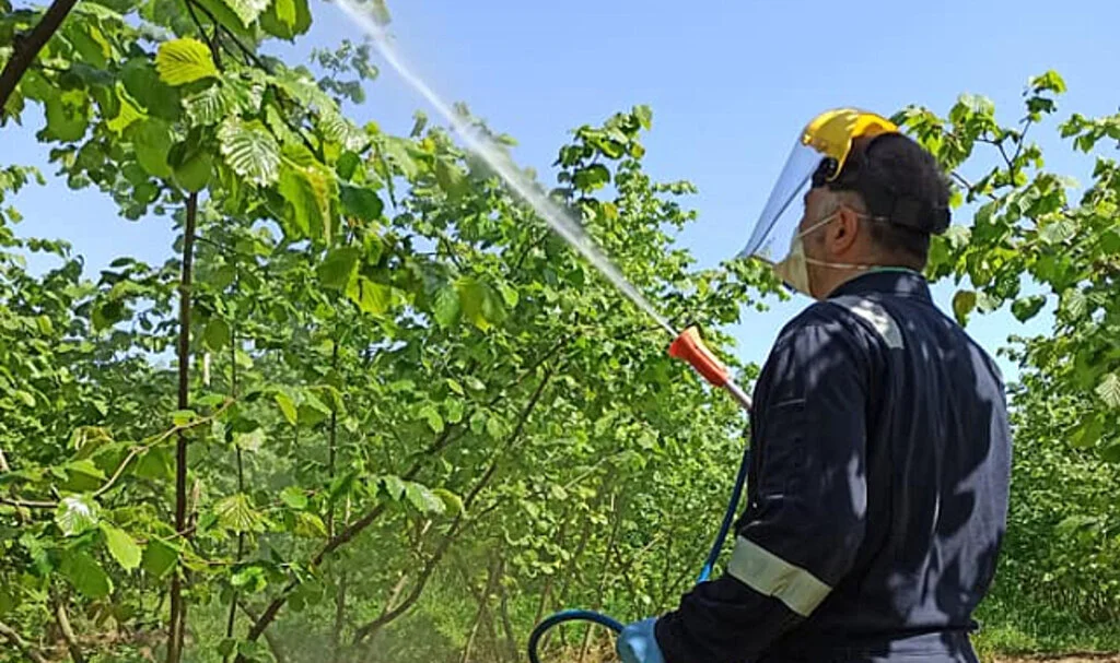 Samsun'da Termeli Fındık Üreticilerine Uyarı