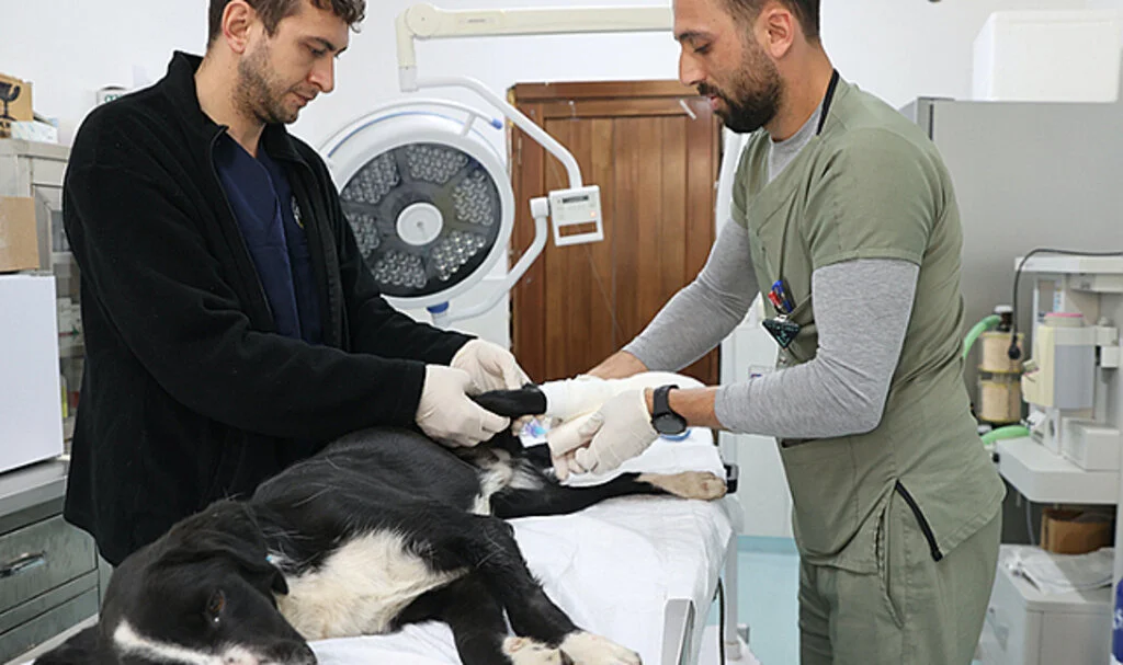 Samsun'da Tramvayın Çarptığı Köpeğin Ezilen Ayağı Kurtarılmaya Çalışılıyor