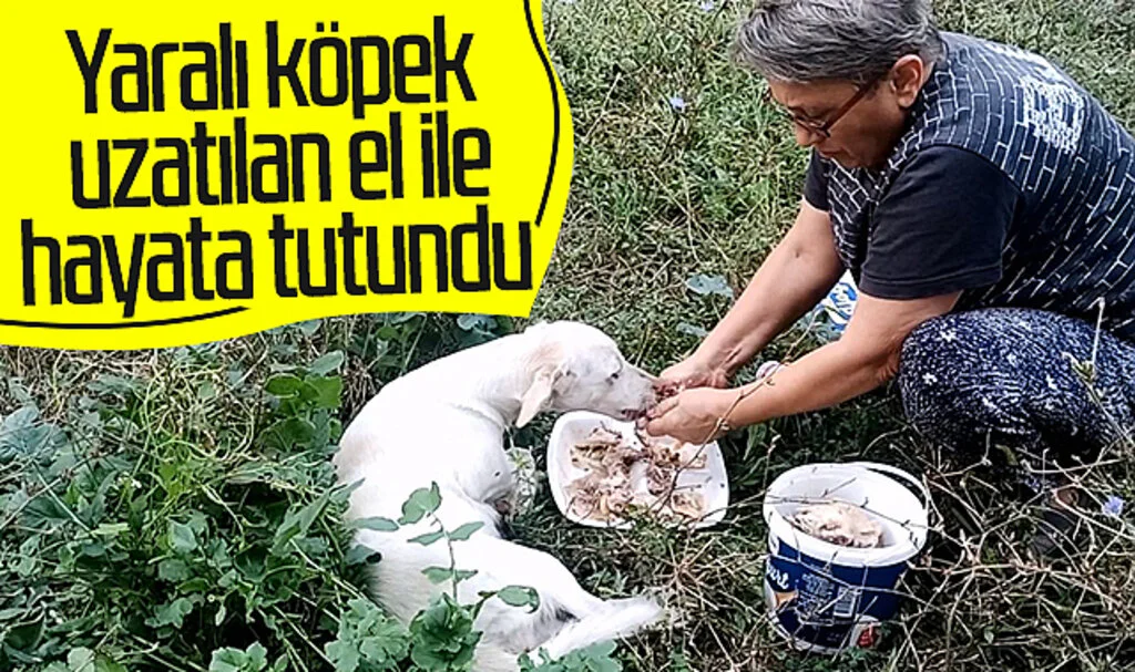 Samsun'da yaralı köpek uzatılan el ile hayata tutundu