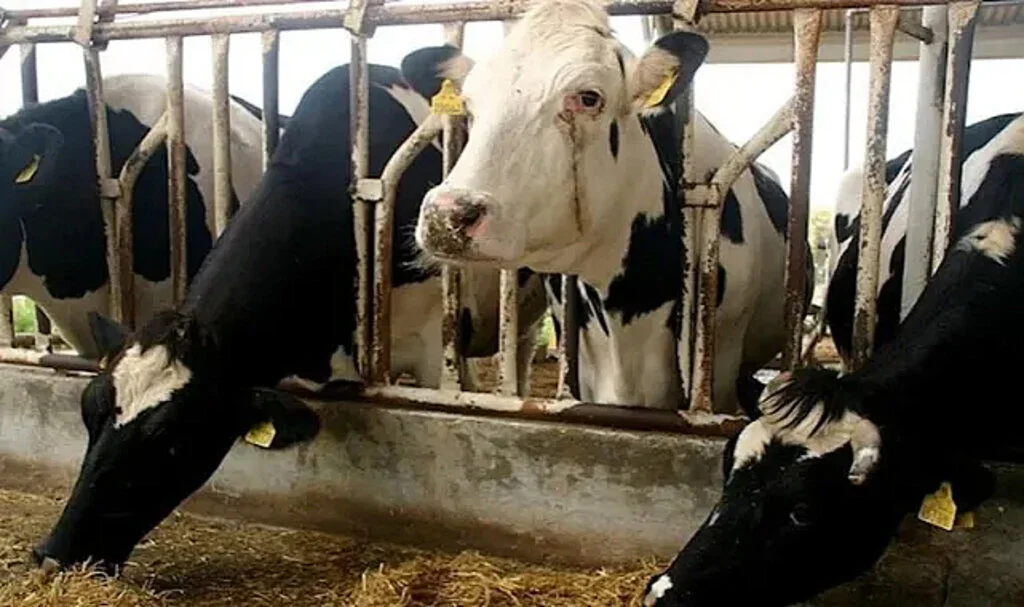 Bakan Bolat: 10 ayda 682 bin 331 baş hayvan ithalatı yapıldı