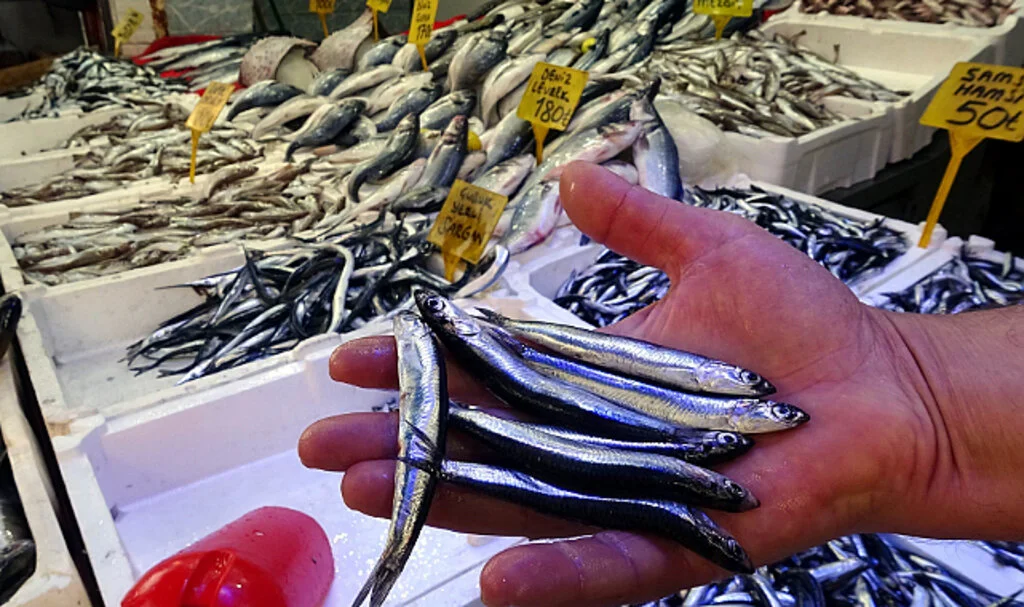 Bollaşan hamsinin fiyatı ucuzladı
