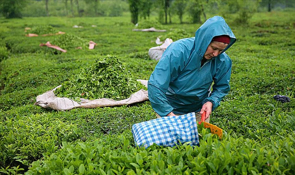Çay üreticilerine 303 milyon liralık ödeme perşembe günü yapılacak