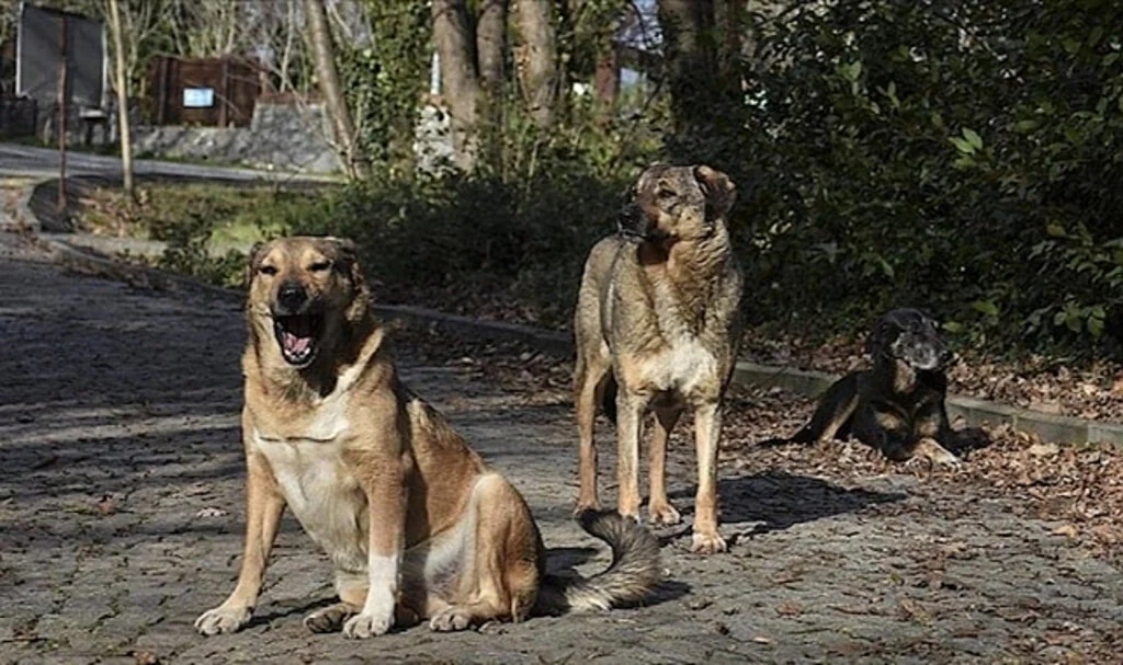 Dünyada bir ilk… Ülkedeki tüm sokak köpeklerini kısırlaştırdılar
