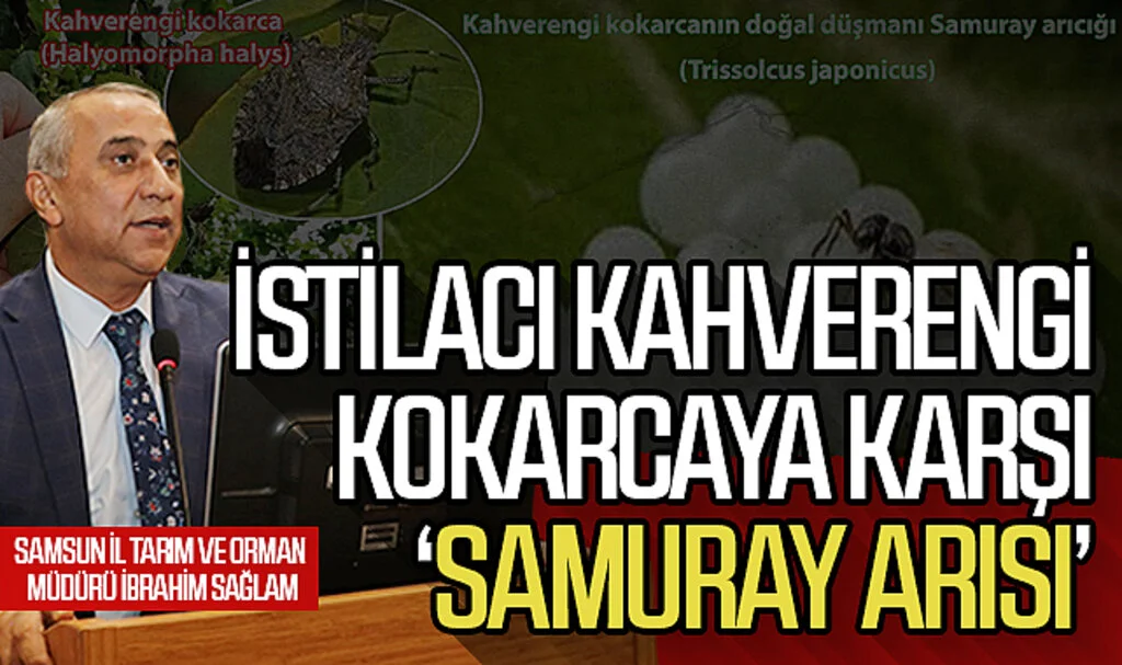 İstilacı kahverengi kokarcaya karşı 'samuray arısı'