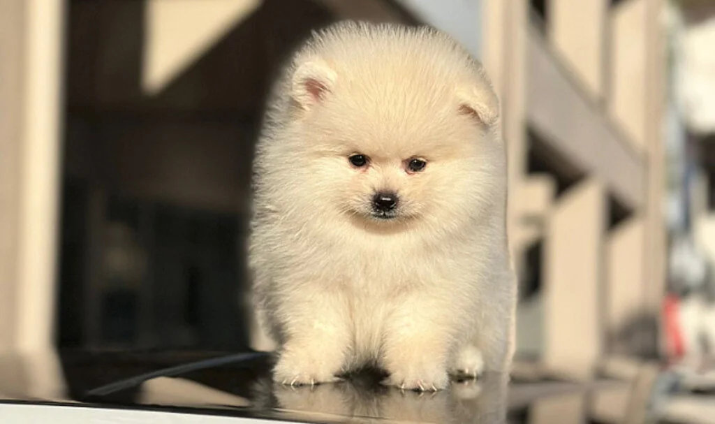 Pomeranian Boo Çok Tüy Döker Mi?