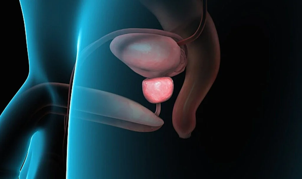 Prostat Nedir?