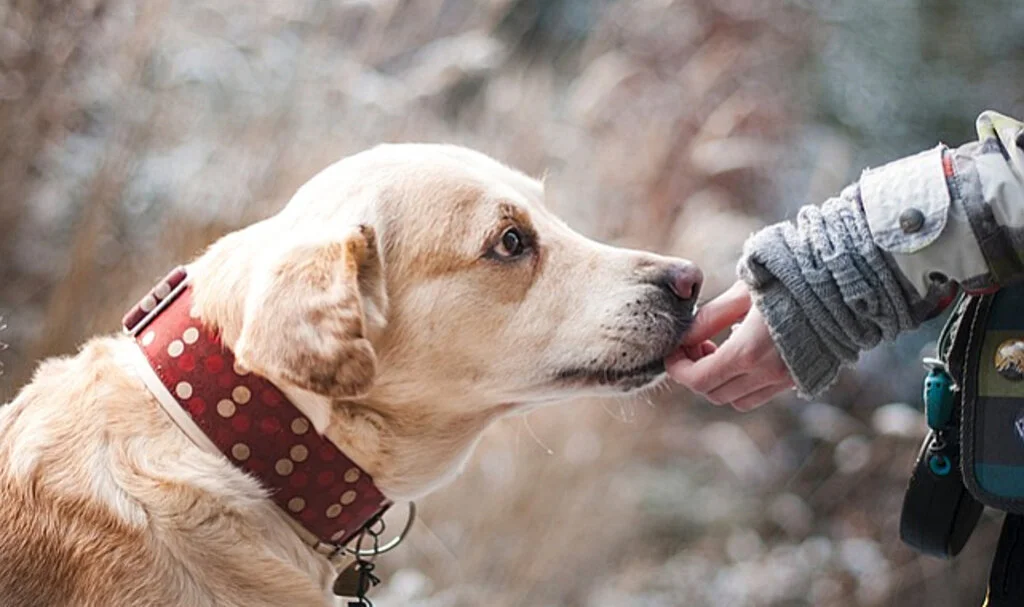 Rüyada Köpek Sahiplenme Ne Demek, Ne Anlama Gelir?