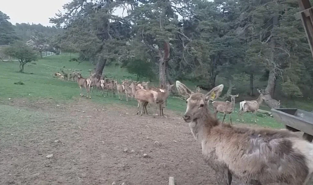 Samsun'da 12 kızıl geyik üretilerek doğaya salındı