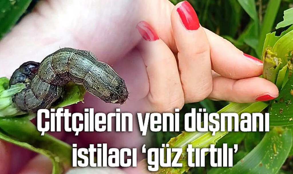 Samsun'da çiftçilerin yeni düşmanı istilacı ‘güz tırtılı’