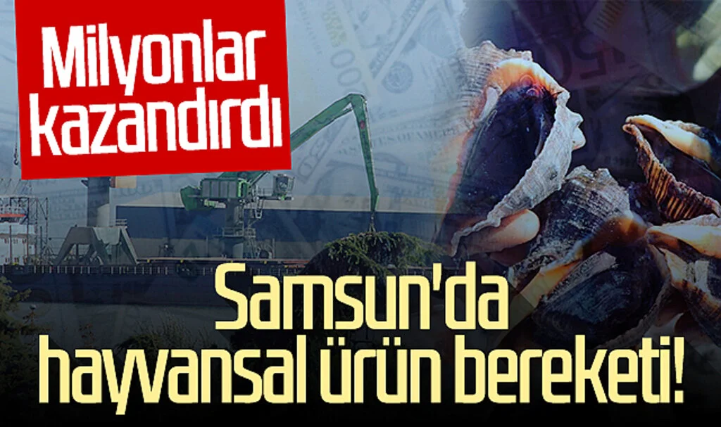 Samsun'da hayvansal ürün bereketi! Milyonlar kazandırdı...