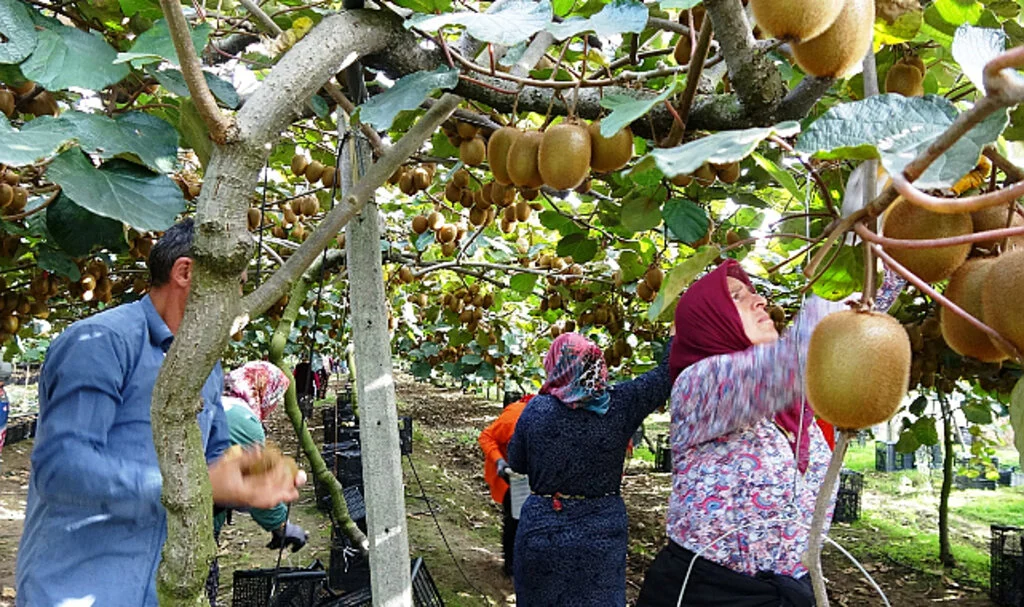 Samsun'da kivi hasadı