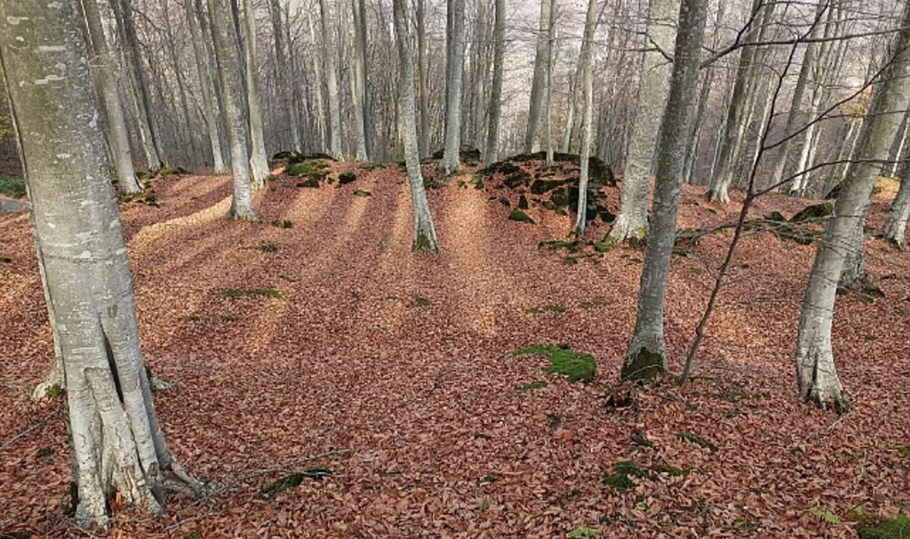 Samsun'da ormanlar korunup, gençleştirilip, genişletiliyor