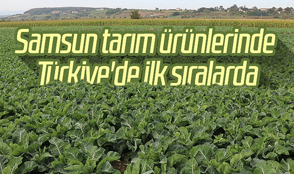 Samsun tarım ürünlerinde Türkiye'de ilk sıralarda