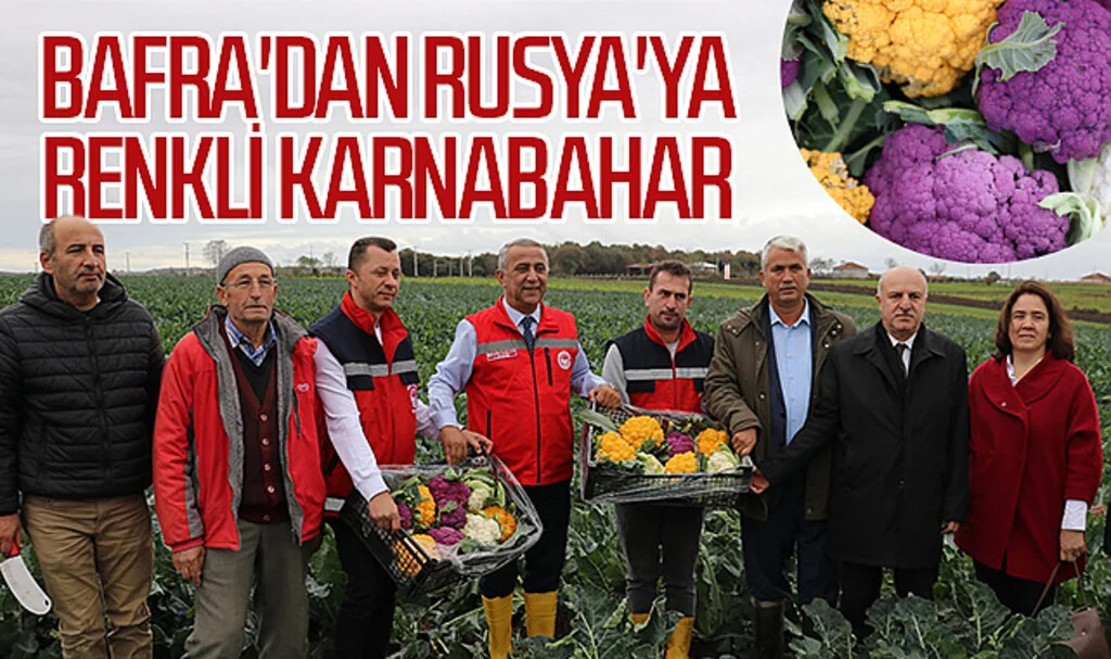 Samsun Bafra'dan Rusya'ya renkli karnabahar