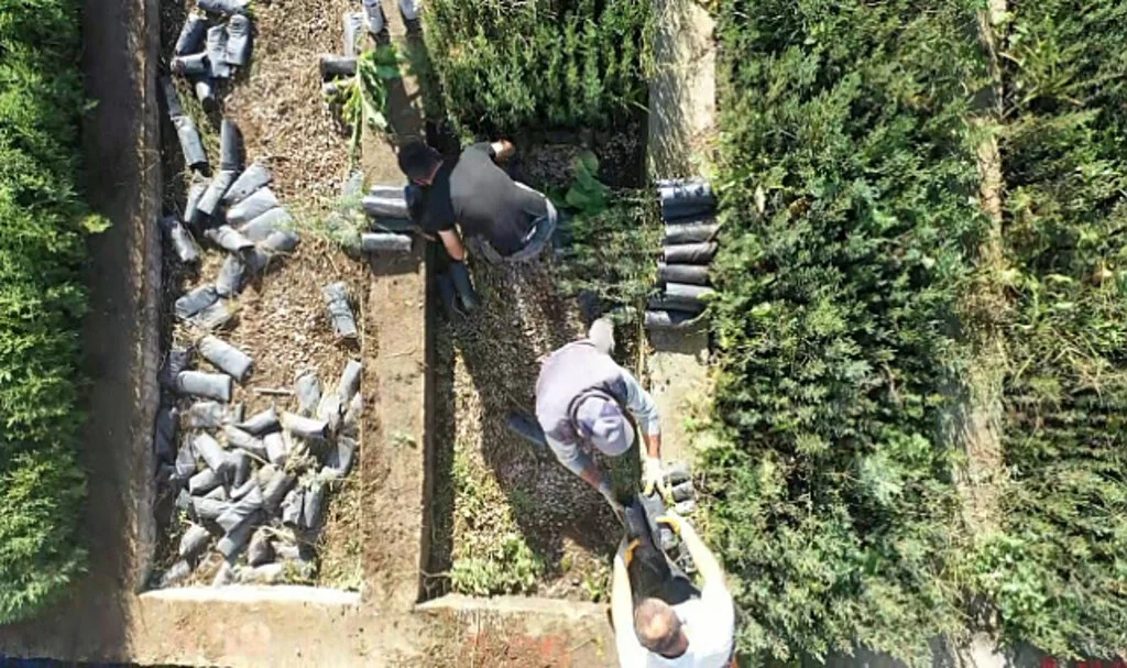 Samsun yıllık 10 milyon fidan üretimi ile geleceğe nefes oluyor