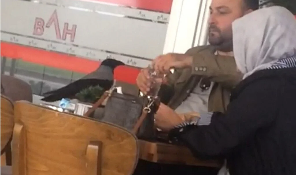 Susayan karganın kafeteryada masada oturanlar ile ilginç diyaloğu