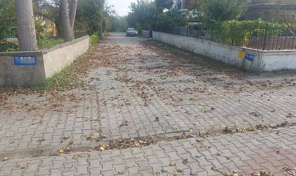 Vatandaşların  kavak ağacı isyanı 