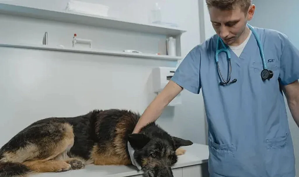 Veteriner Kliniği Kimler Açabilir?