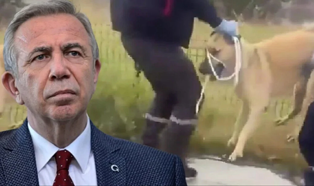 Ankara'da sokak köpeklerini toplayan ekibe tepki gösterdiler: Mansur Yavaş sana oy yok