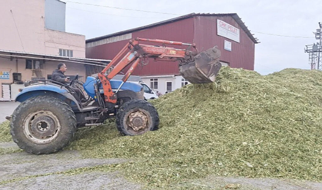 Bafra Ovası'nda silajlık mısır hasadı tamamlandı