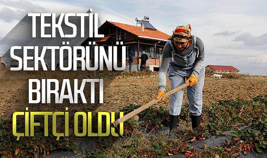 İstanbul'da tekstil sektörünü bırakıp Samsun'da çilek ve aronya yetiştirmeye başladı 