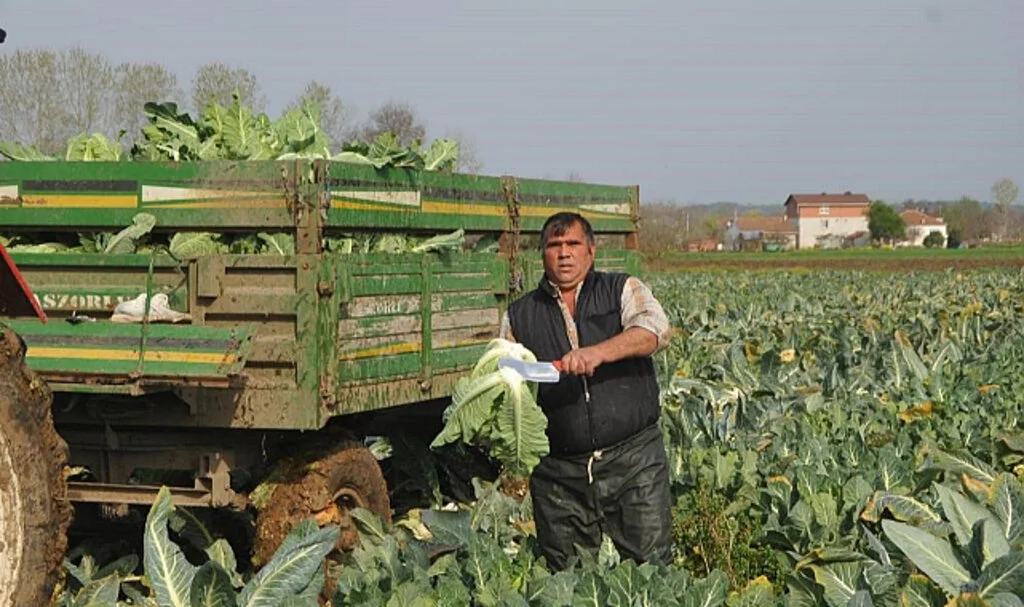 Kışlık 500 bin ton sebze üreten Samsun, karnabaharda da Türkiye 1'inciliğine yükseldi