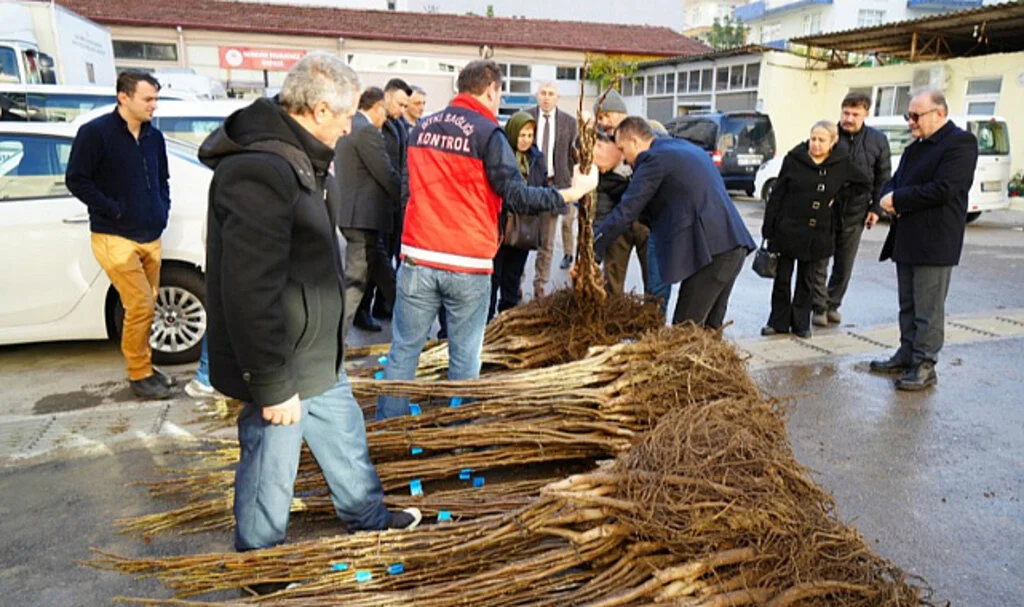 Samsun'da çiftçiye 5 bin ceviz fidanı desteği