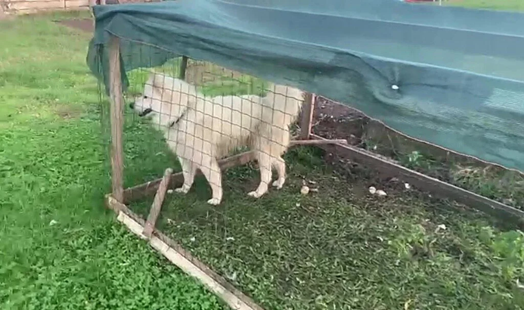 Samsun'da ördekleri telef eden köpeği yakalayarak ördek kafesine kilitledi