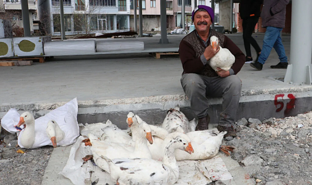 Tirit sezonunun başlamasıyla Havza'da kaz satışları arttı
