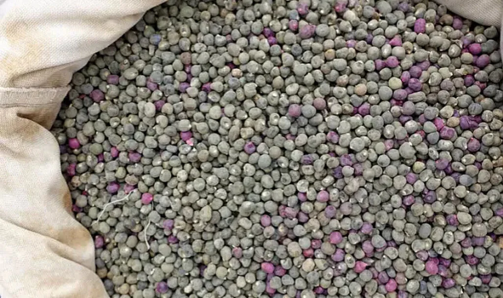 Bamya tohumu faydaları: Bamya tohumu nasıl kullanılır, ne işe yarar?