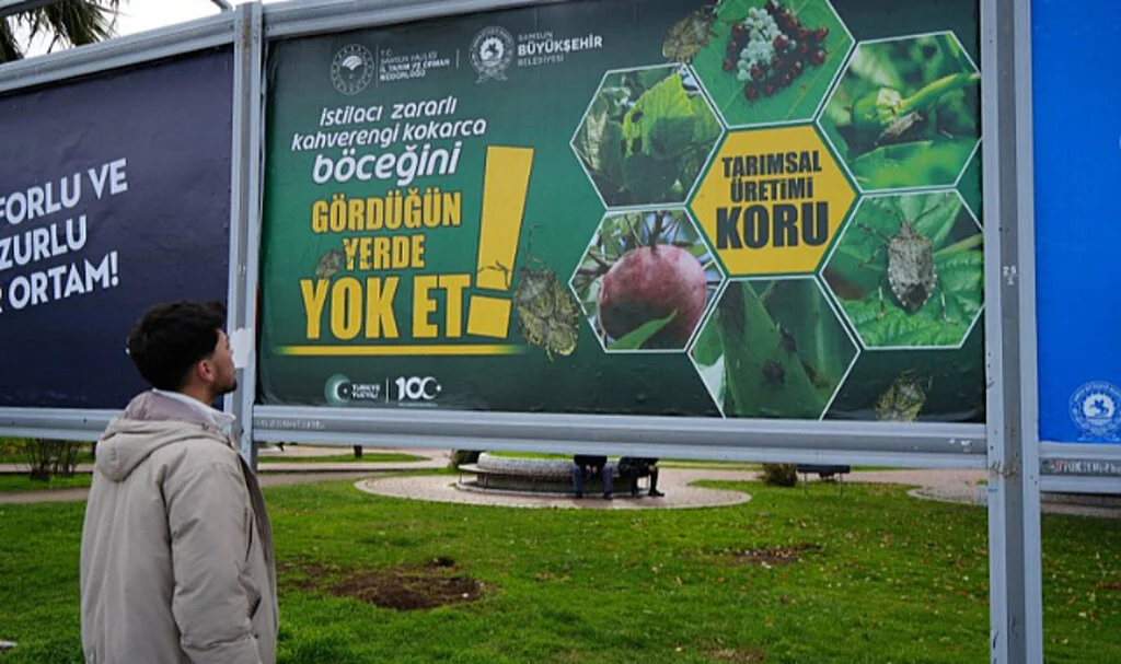 Kahverengi kokarcayla mücadele billboardlarda: “Gördüğün yerde yok et”