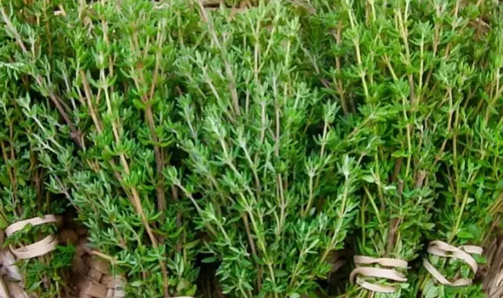 Limon ve sarımsaktan 30 kat daha güçlü! Dünyadaki en etkili doğal antibiyotik olarak biliniyor