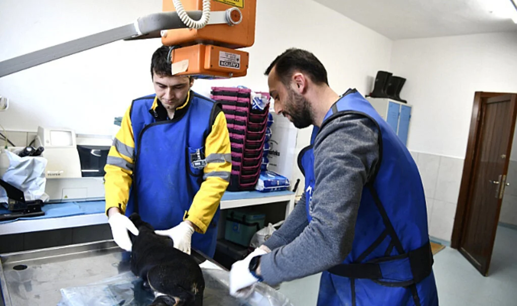 Samsun'da 2023'te 3 bin 804 sokak hayvanı tedavi edildi