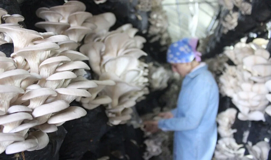 Samsun'da istiridye mantarı üreten girişimci kadınlar günde 200 kilo ürün alıyor